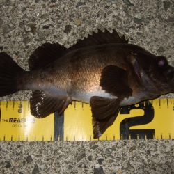 バチ抜けメバル