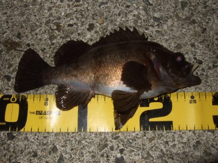 バチ抜けメバル