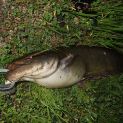 久々の水面爆発