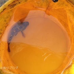 小1時間のファミリーフィッシング