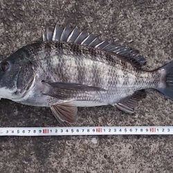 チヌ落とし込み/43cm以下計4枚GET