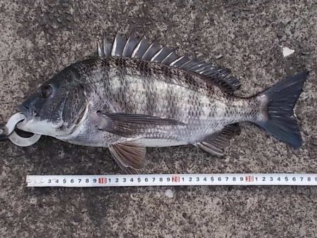 チヌ落とし込み／４３ｃｍ以下計４枚ＧＥＴ