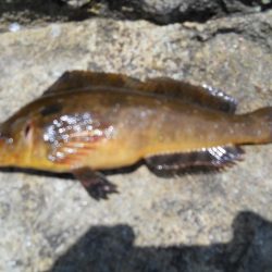 チヌをもとめて