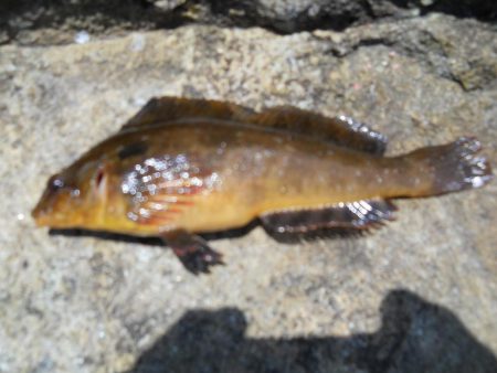 チヌをもとめて