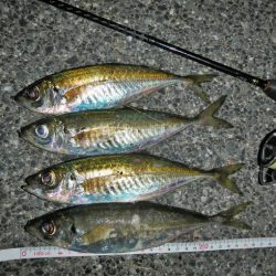 久々のアジング