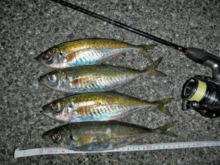 久々のアジング