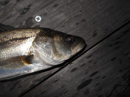 テクトロでチビ1匹だけ…(南港周辺シーバス…