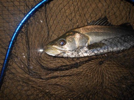 ハイブリッドシーバス？？？(北港周辺シーバ…