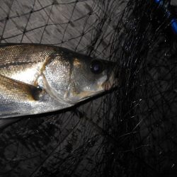 またテクトロでチビ1匹だけ…(南港周辺シーバス釣行)