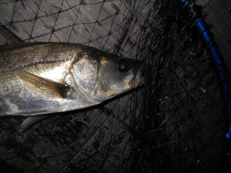 またテクトロでチビ1匹だけ…(南港周辺シーバス釣行)