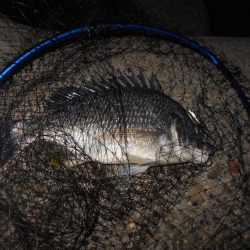 テトラ際のチヌ＆キビレが好調(淀川釣行)