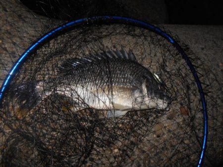 テトラ際のチヌ＆キビレが好調(淀川釣行)