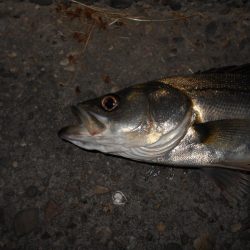 苦戦のバチ？パターン…(堺周辺シーバス釣行)