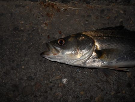 苦戦のバチ？パターン…(堺周辺シーバス釣行…