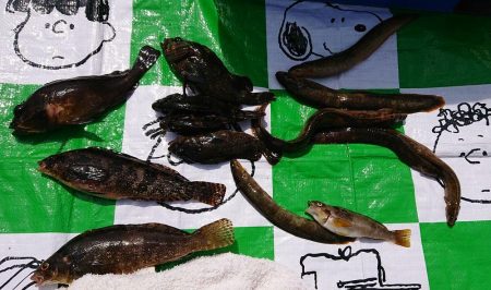 アジはまだ？まだまだロックフィッシュ