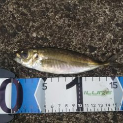 アジ釣行