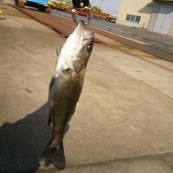 今年も停泊船ゲ―ム開幕だよ