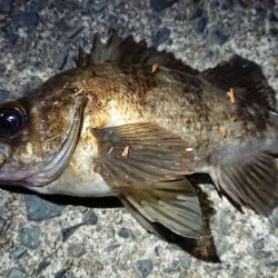 仕事終わりメバリング