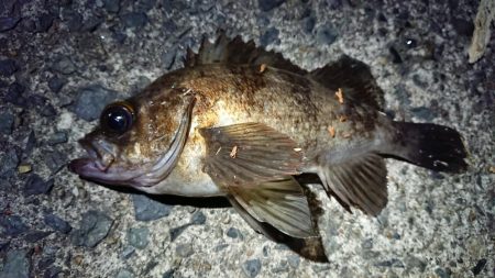 仕事終わりメバリング