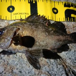 短時間メバリング