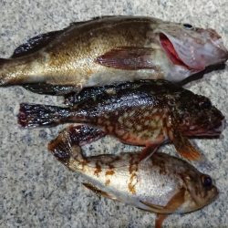 仕事終わりメバリング