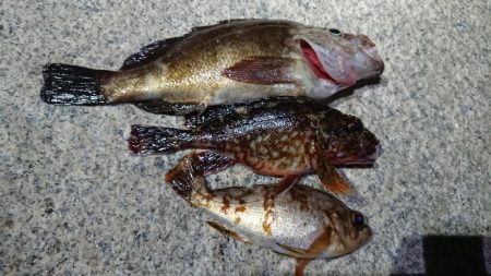 仕事終わりメバリング