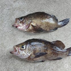 朝マズメメバリング