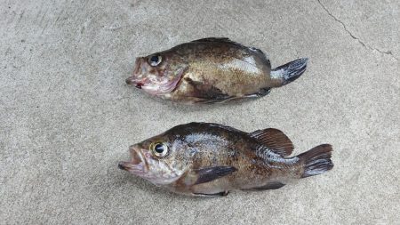 朝マズメメバリング