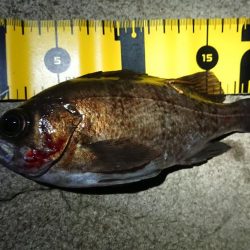 仕事終わりメバリング