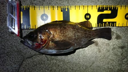 仕事終わりメバリング