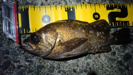 夕マズメメバリング