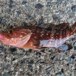 メバリングとエギング