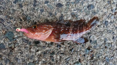 メバリングとエギング