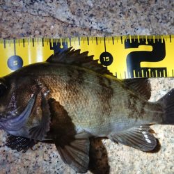 夕マズメメバリング