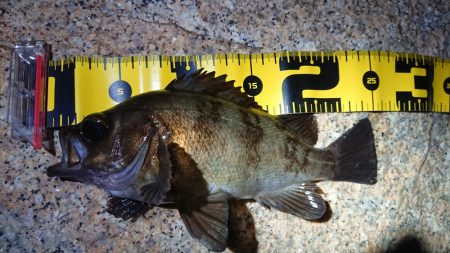 夕マズメメバリング