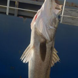 結局、岸壁にきました。