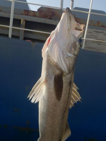 結局、岸壁にきました。