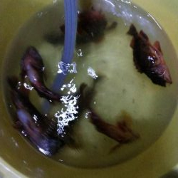 【釣人家】ロックフィッシュショート便