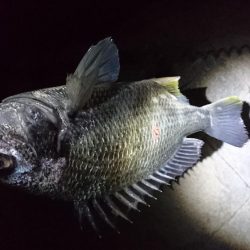 自転車でチニング