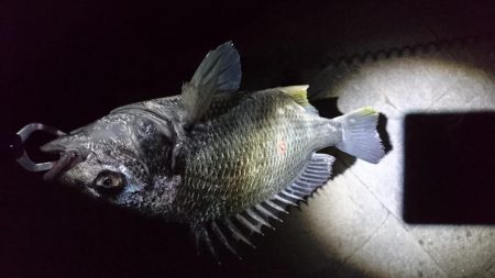 自転車でチニング