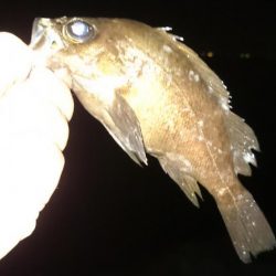 やっぱり 居ったか。