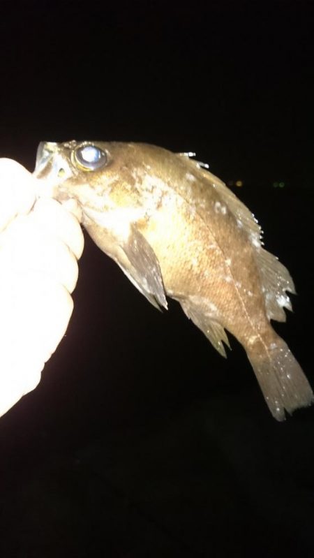 やっぱり 居ったか。