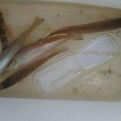 天気がいいので