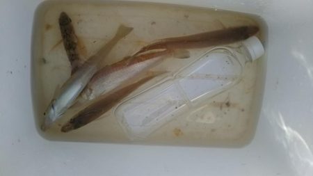 天気がいいので