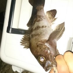 メバルですね～