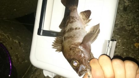 メバルですね～