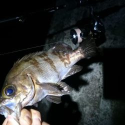 今日~は フロートメバル