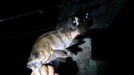 今日~は フロートメバル