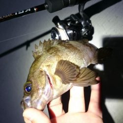 また、メバルを狙ってしまった。