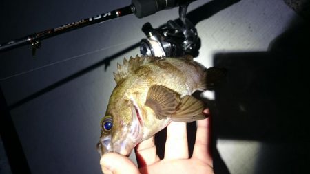 また、メバルを狙ってしまった。